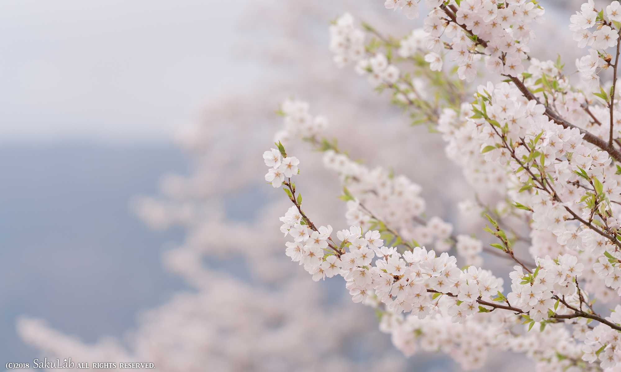 桜