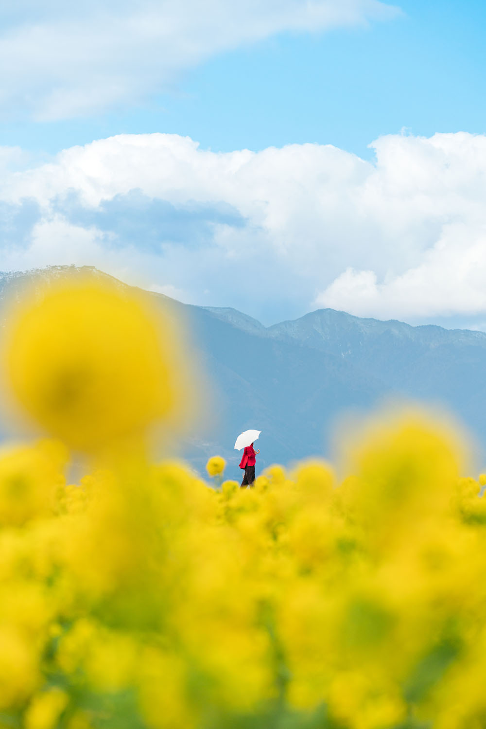 菜の花 第一なぎさ公園