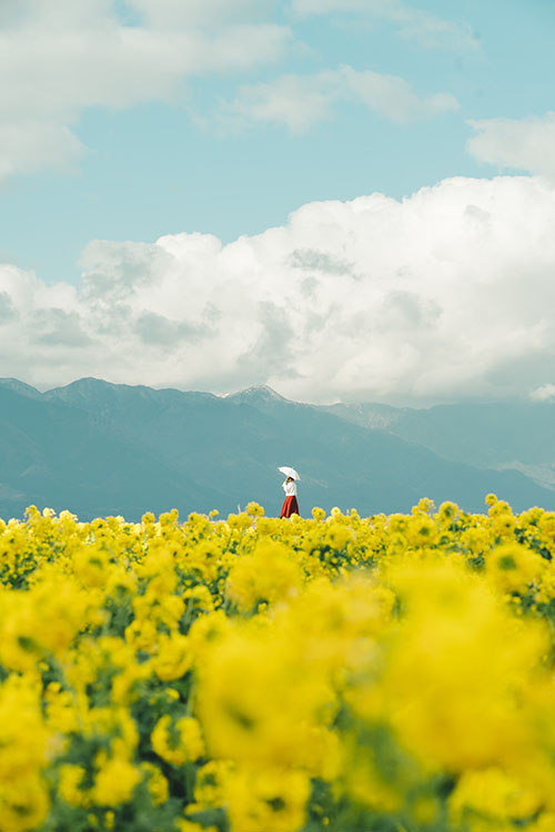 菜の花 第一なぎさ公園