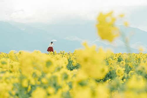 菜の花 第一なぎさ公園